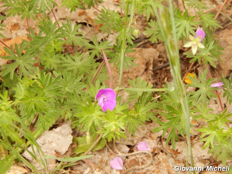 Geranium sanguineum